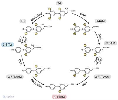 Similarities and Differences in the Peripheral Actions of Thyroid Hormones and Their Metabolites